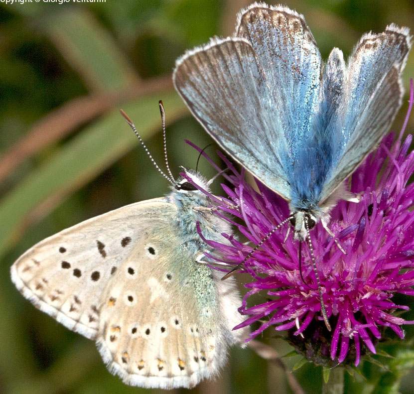 licenide dal parco d''abruzzo:Polyommatus (Lysandra) coridon