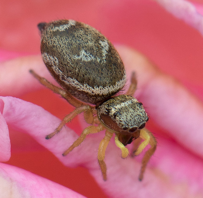 Salticidae:  Heliophanus tribulosus, femmina  - Roma