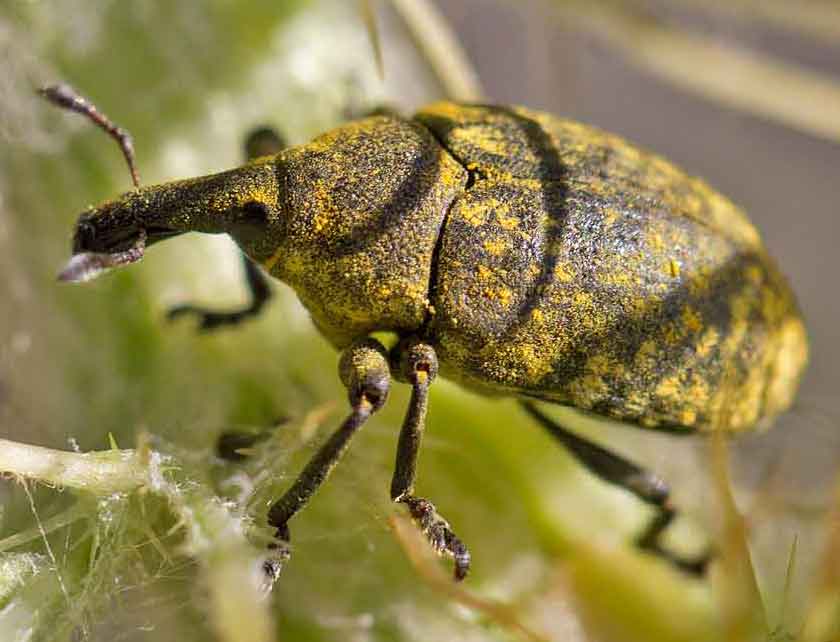 Larinus cfr. jaceae, Curculionidae