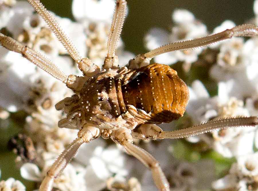 altri opilionidi abruzzesi da determinare