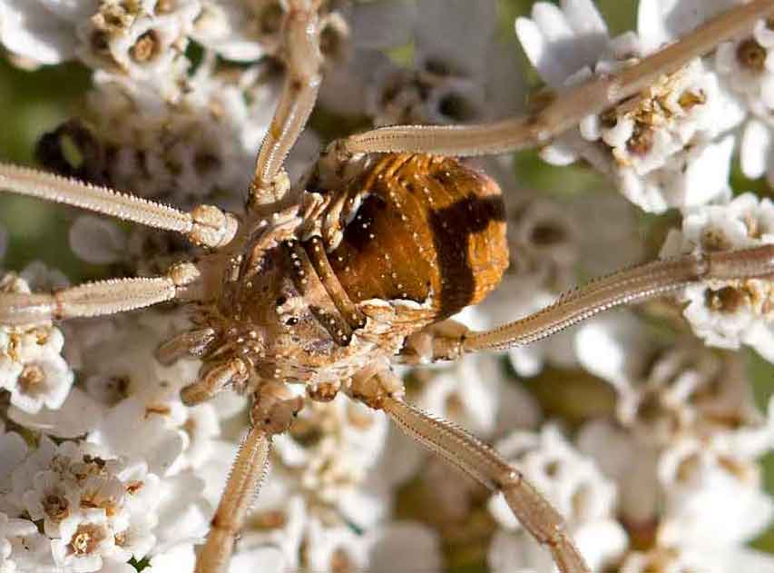 altri opilionidi abruzzesi da determinare