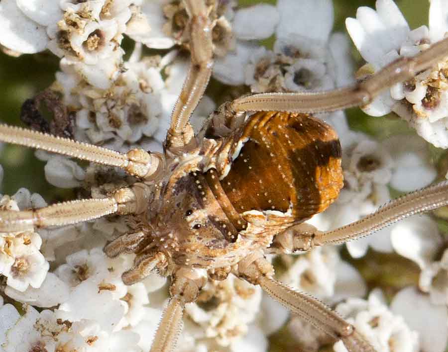 altri opilionidi abruzzesi da determinare