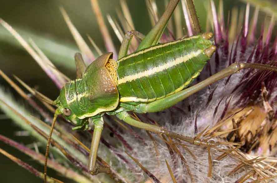 Ephippiger ruffoi, maschio