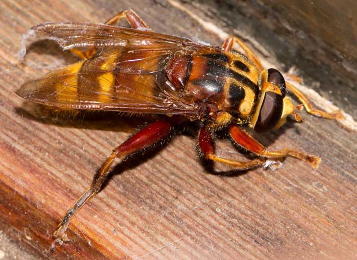 Maschio di Milesia crabroniformis da Roma