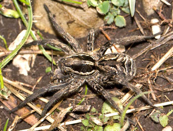 Hogna radiata e Lycosa tarantula - Rocca Sinibalda (RI)
