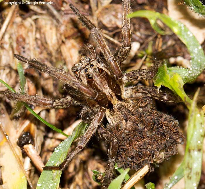 Hogna radiata e Lycosa tarantula - Rocca Sinibalda (RI)