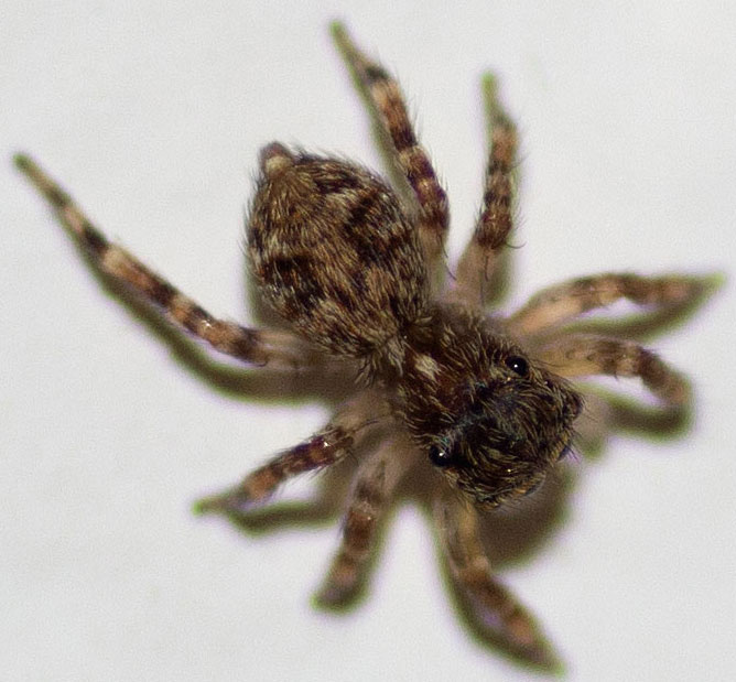 ragno  di casa: Pseudeuophrys vafra - Roma