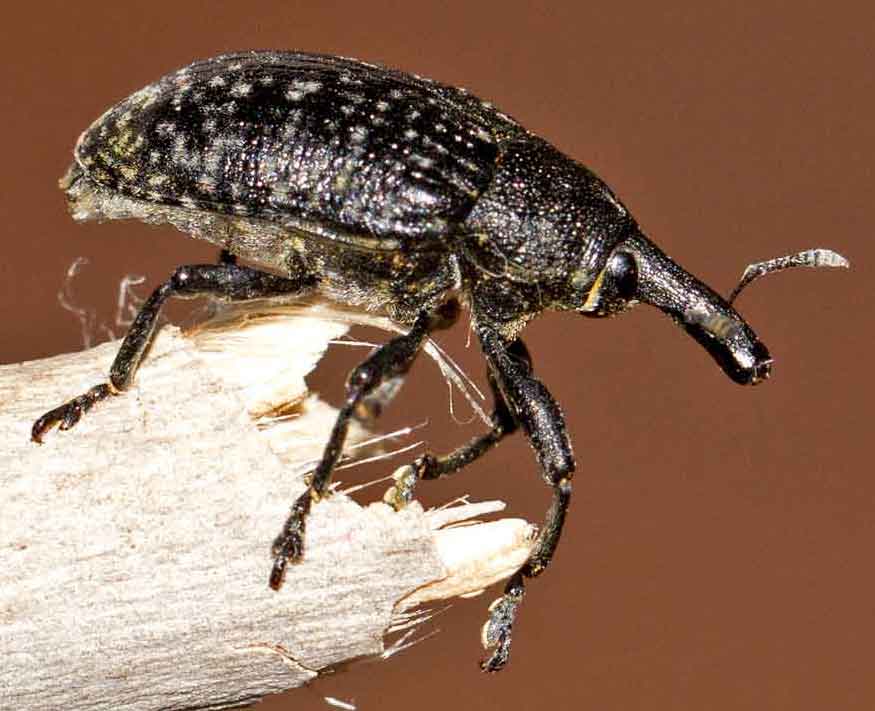 Larinus cfr. jaceae, Curculionidae