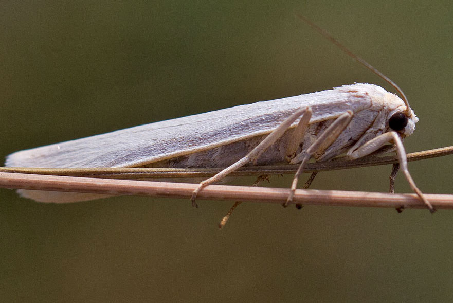 lepidottero da identificare - Eilema sp.
