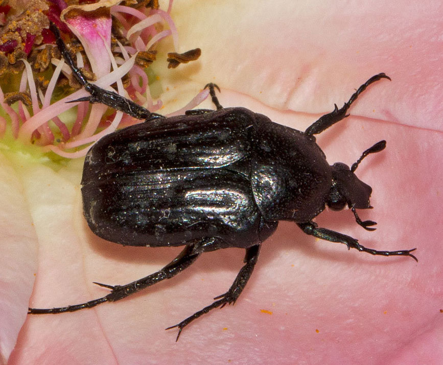 Oxythyrea funesta, Cetoniidae
