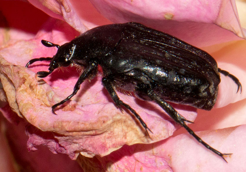 Oxythyrea funesta, Cetoniidae