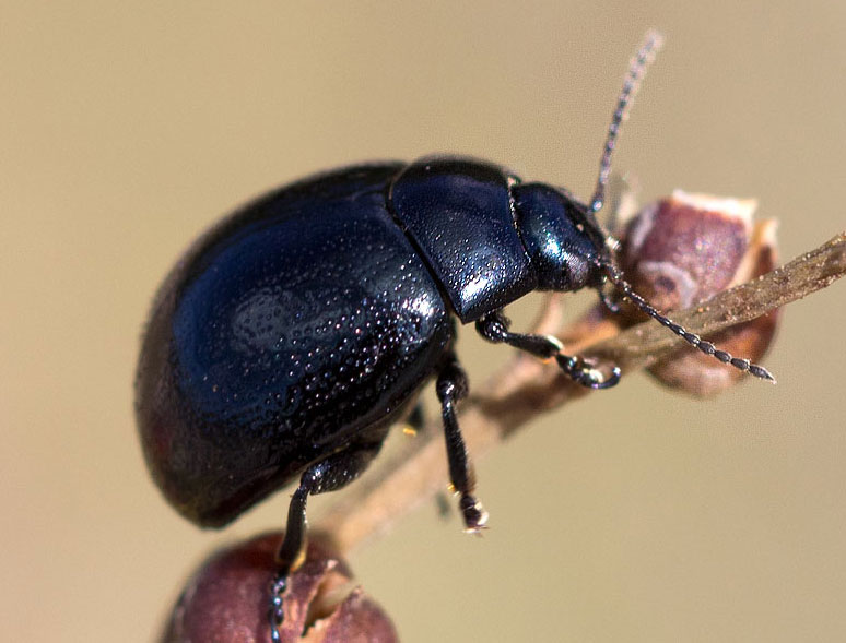 Chrysolina haemoptera, Chrysomelidae