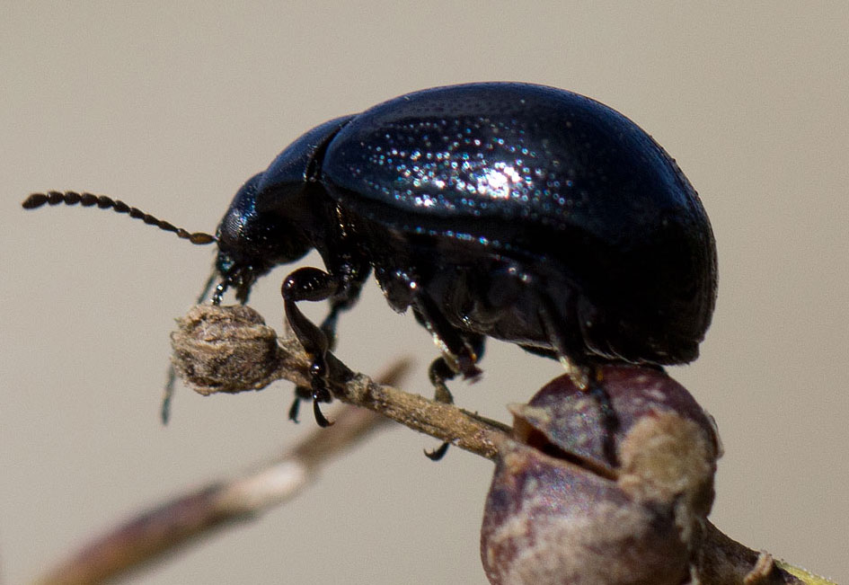 Chrysolina haemoptera, Chrysomelidae