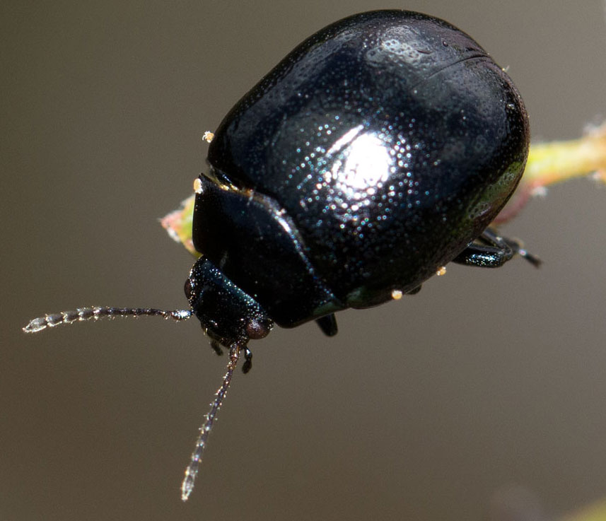 Chrysolina haemoptera, Chrysomelidae