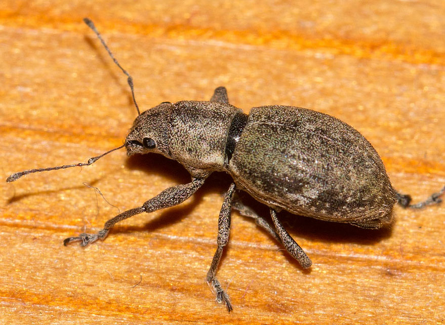 Asynonychus godmani - Curculionidae