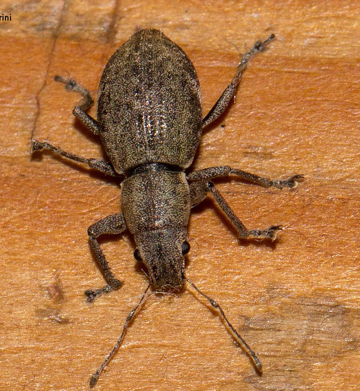 Asynonychus godmani - Curculionidae