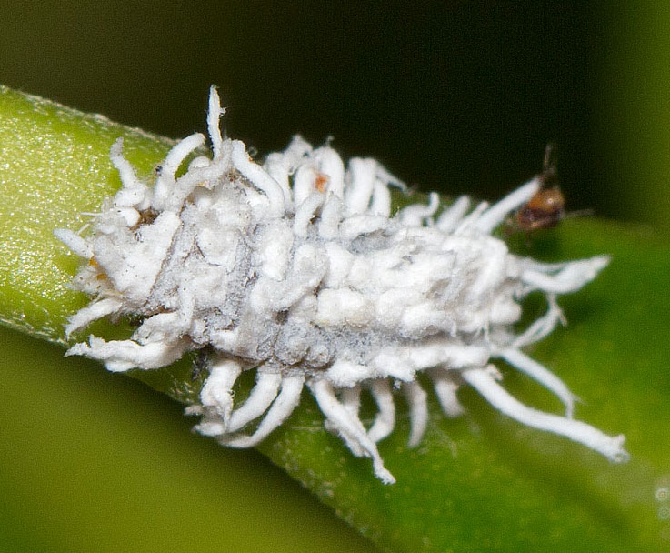 cocciniglia su oleandro