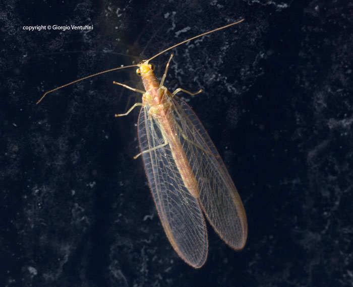 neurottero dalla liguria:  Chrysoperla gr. carnea