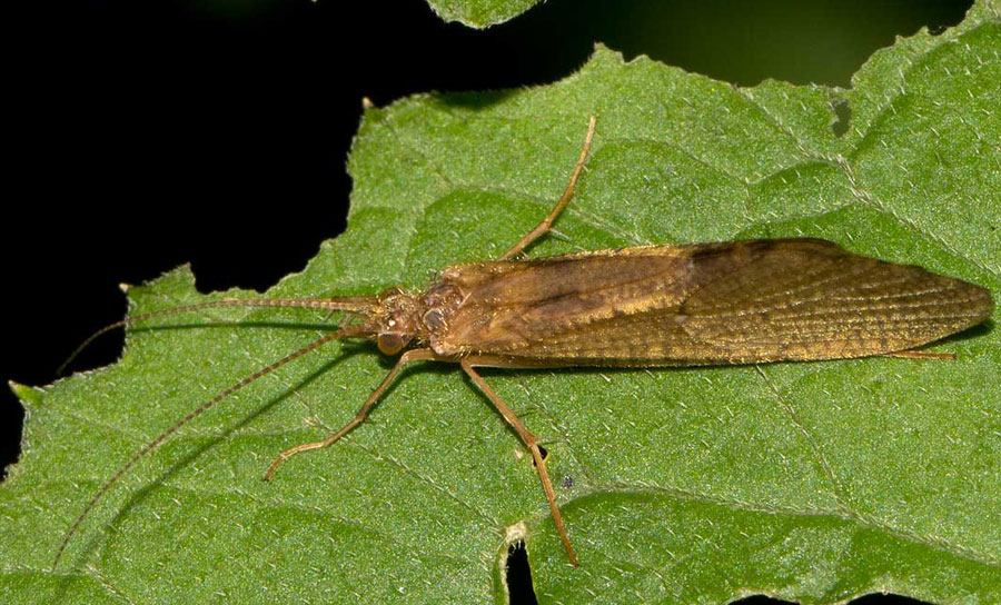 Rhyacophila dal gruppo del terminillo