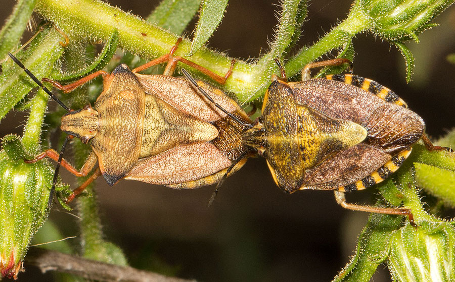 Pentatomidae: Carpocoris mediterraneus e C. pudicus