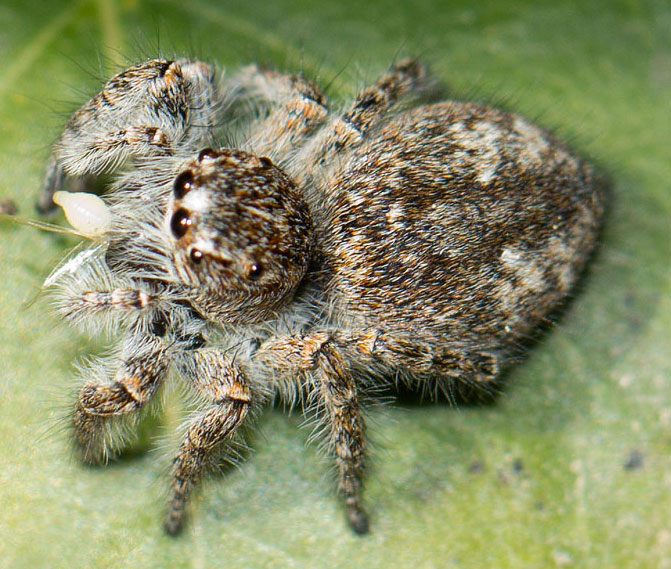 Philaeus chrysops - Roma (RM)