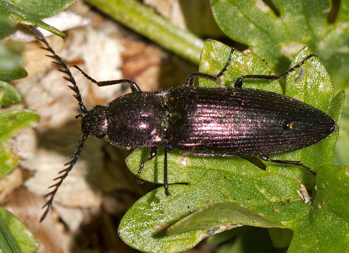 elateride da identificare: Ctenicera sp.