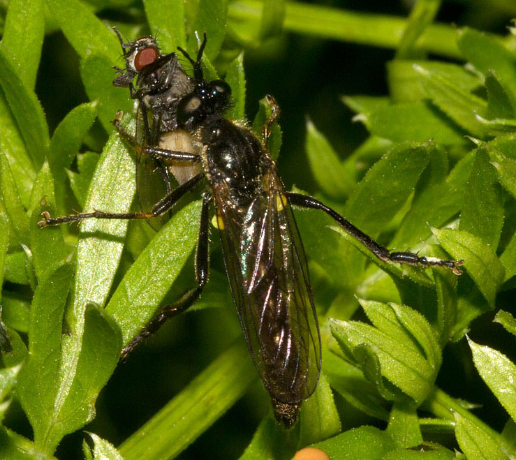 dittero (Dioctria sp. ) che mangia un dittero