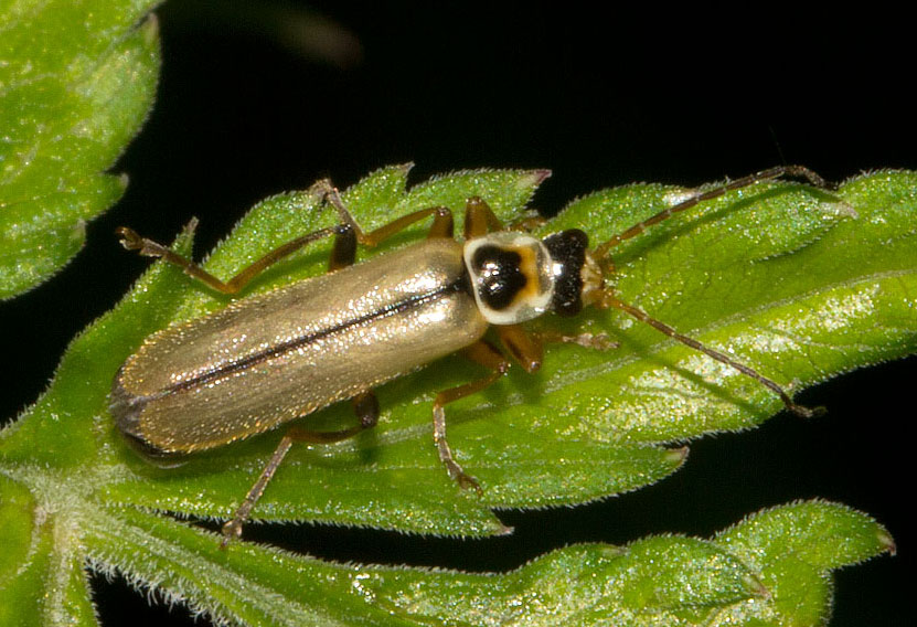 Metacantharis sp. (cf.)