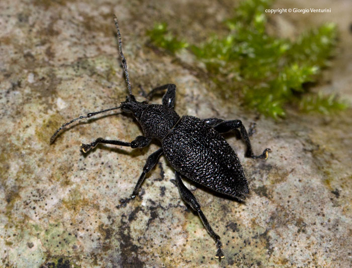 curculionide dall''umbria