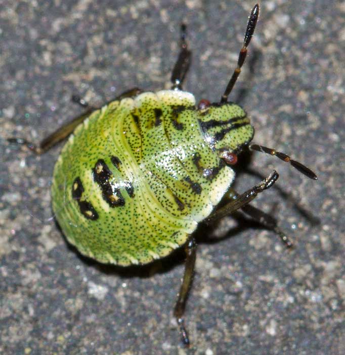 Pentatomidae: Palomena sp (neanide)