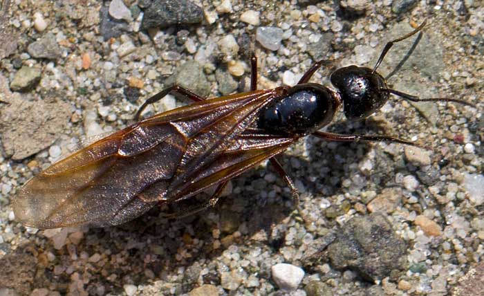 regina di Camponotus ligniperda o di Camponotus herculeanus