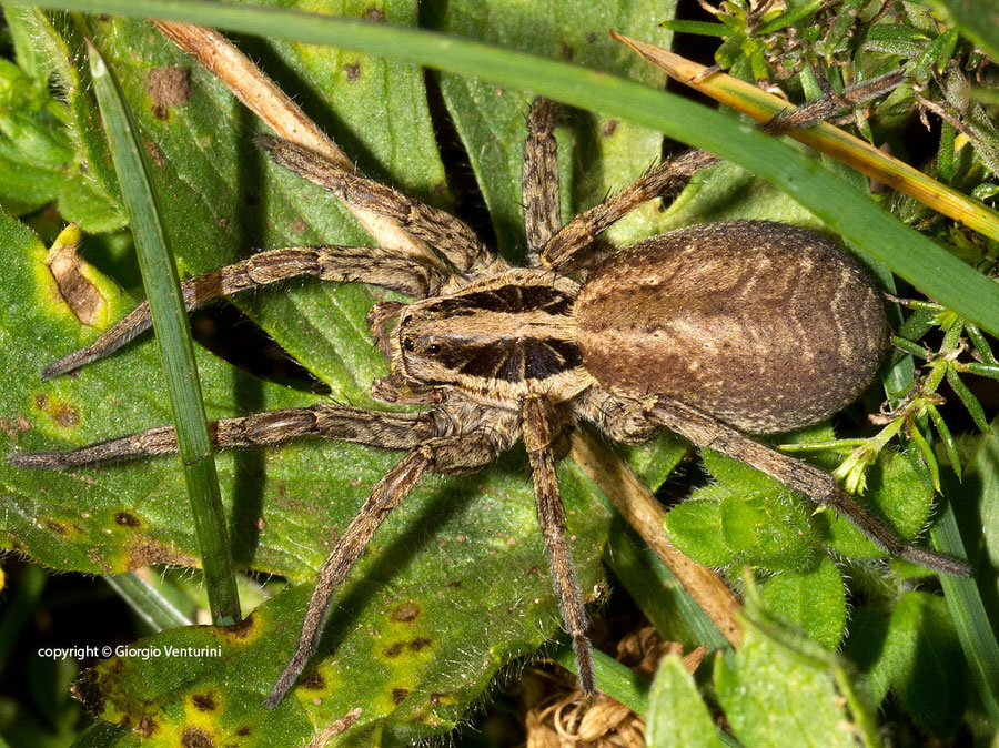 Hogna radiata dal monte velino - Lucoli (AQ)