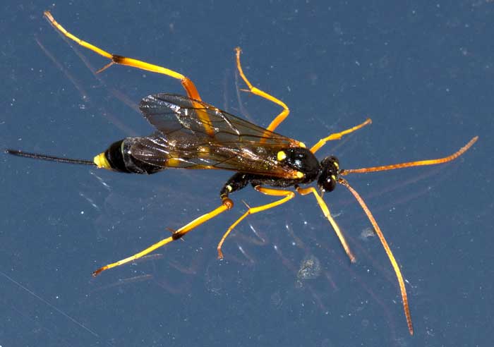 Acroricnus seductor dall''appennino ligure