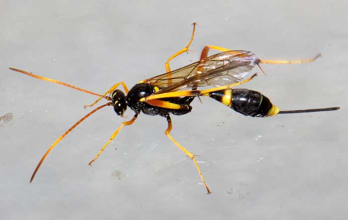Acroricnus seductor dall''appennino ligure