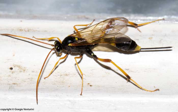 Acroricnus seductor dall''appennino ligure