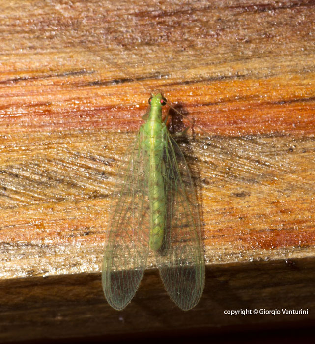 Chrysopidae dalla Liguria