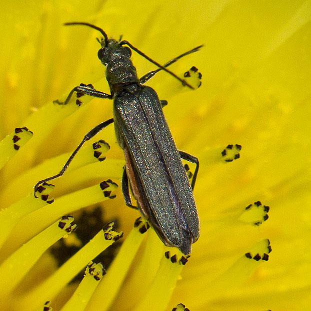 Oedemera lurida (cf) femmina e O. flavipes, maschio