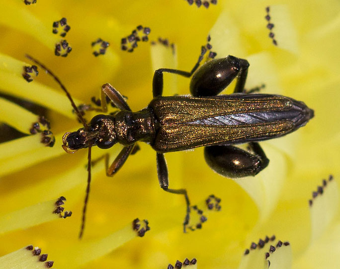 Oedemera lurida (cf) femmina e O. flavipes, maschio