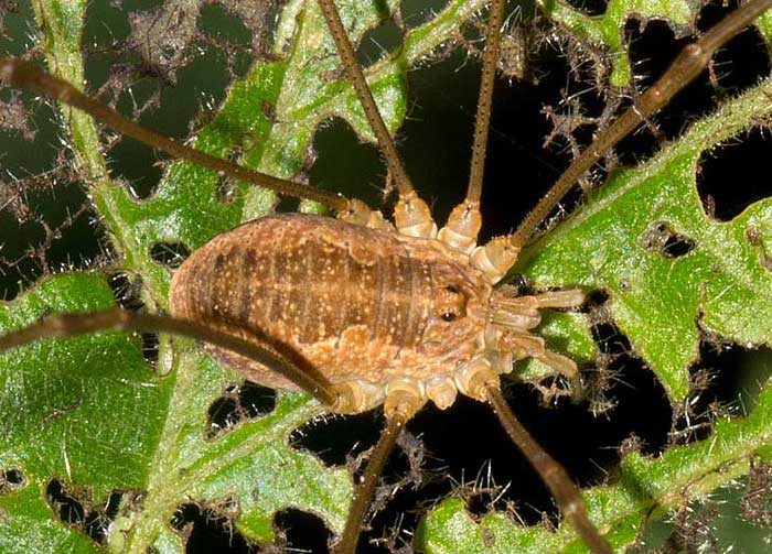 opilionide da identificare