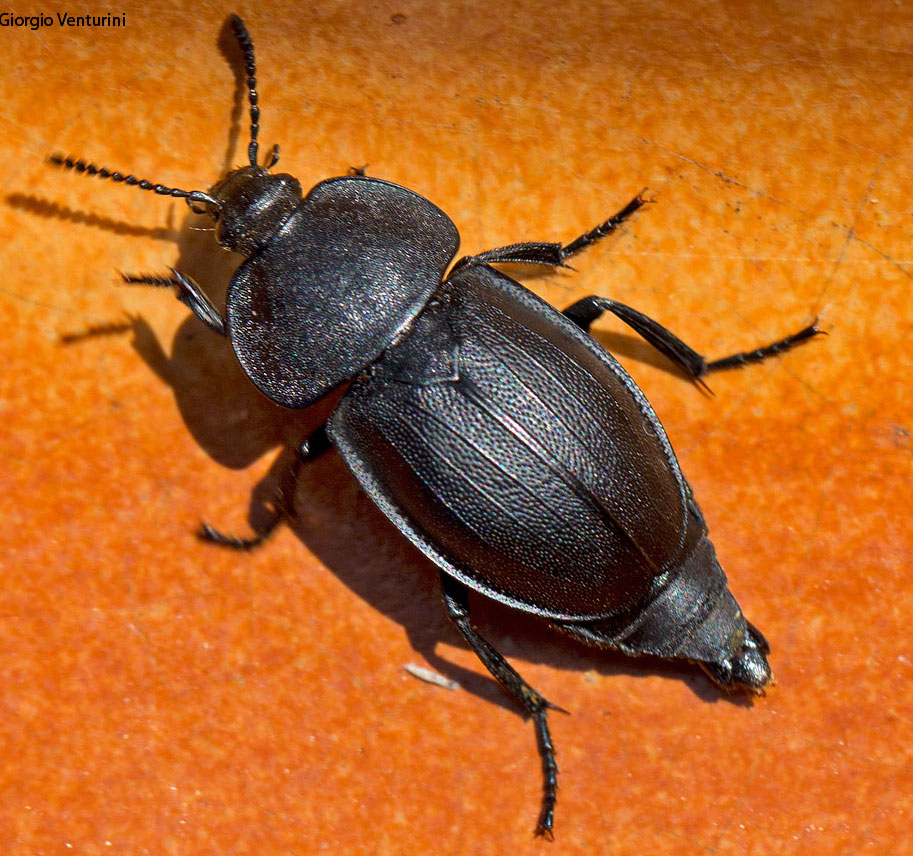 silfide da determinare