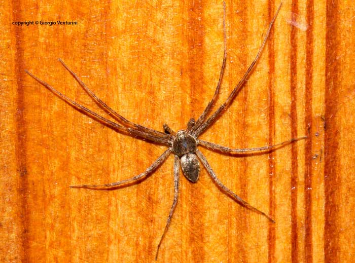 Philodromus sp. - Rezzoaglio (GE)