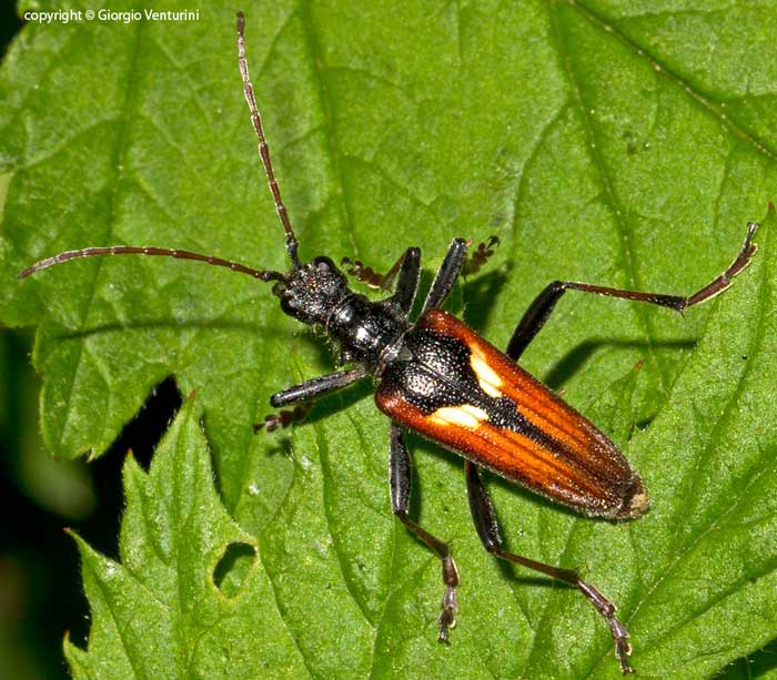 Rhagium bifasciatum