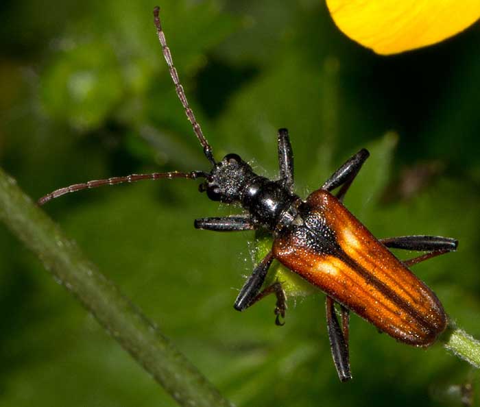 Rhagium bifasciatum
