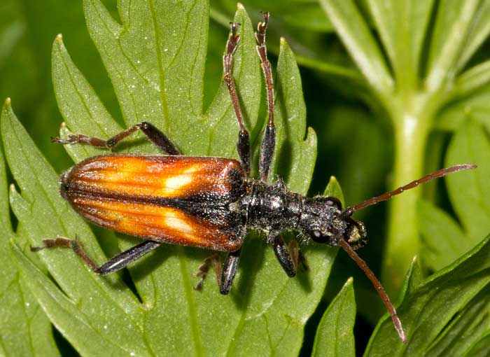 Rhagium bifasciatum
