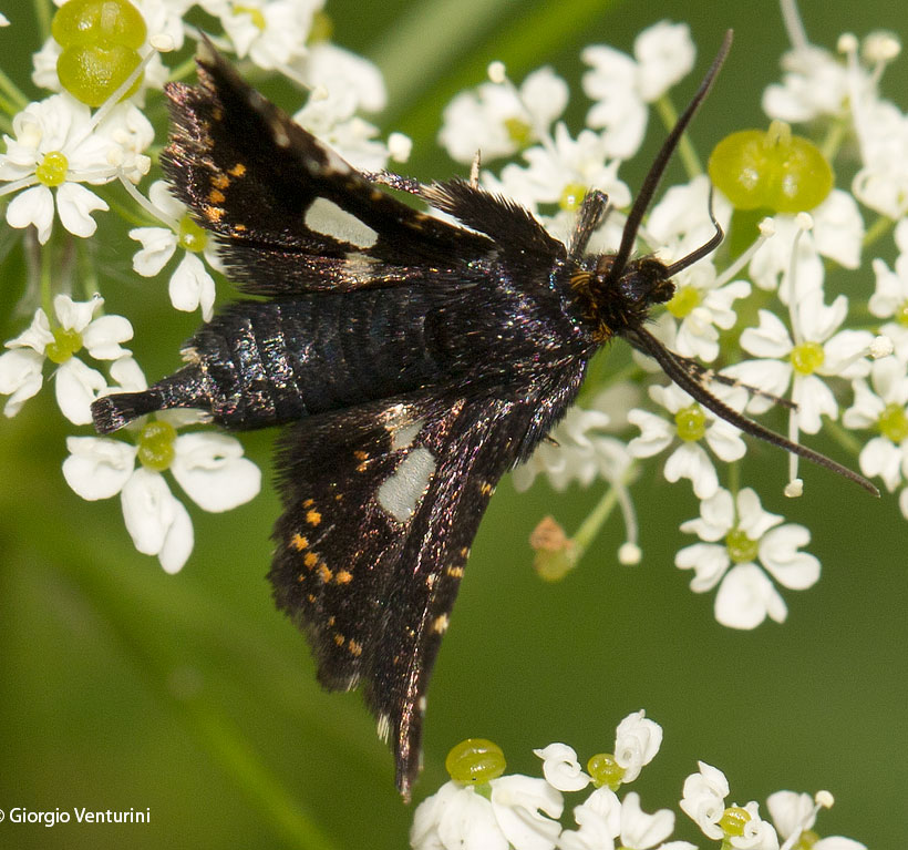 lepidottero da identificare  dalla liguria - Thyris fenestre