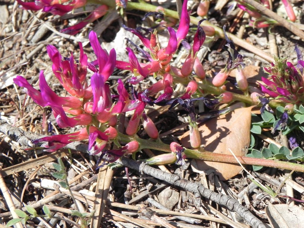 Astragalus monspessulanus / Astragalo di Montpellier