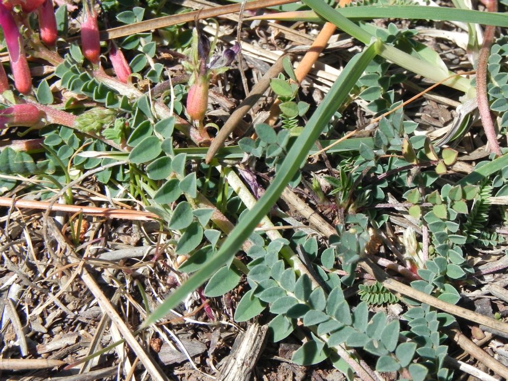 Astragalus monspessulanus / Astragalo di Montpellier