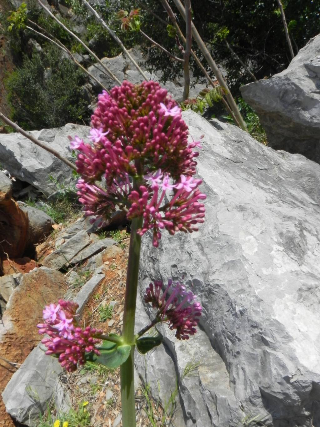 Centranthus ruber