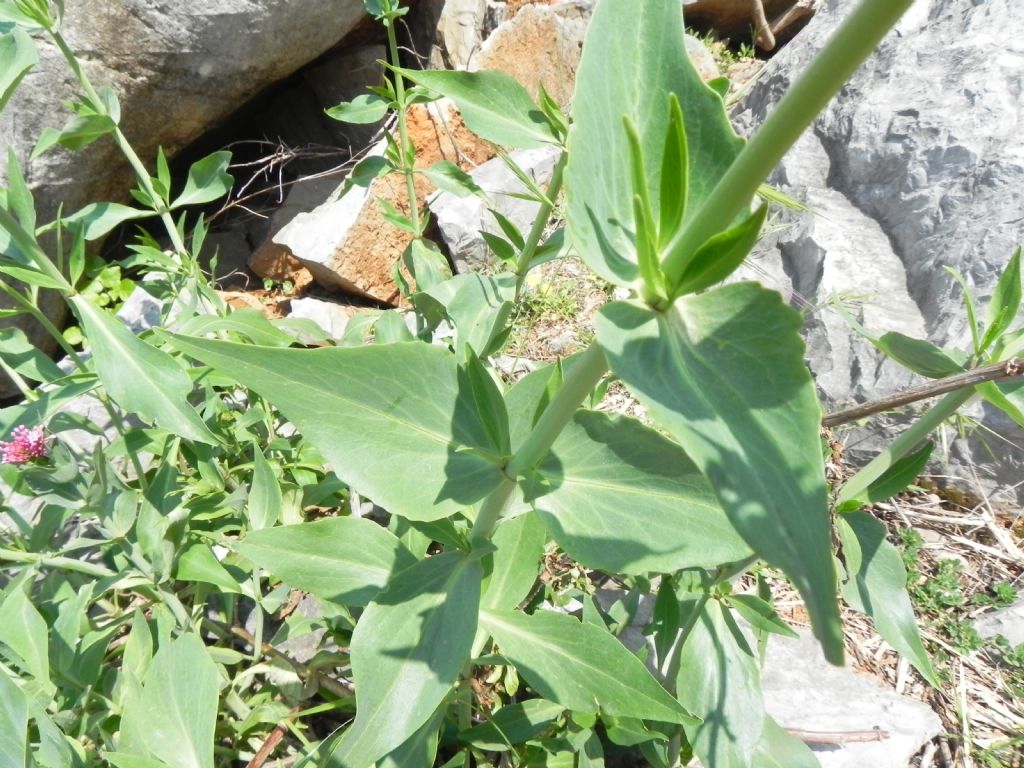 Centranthus ruber