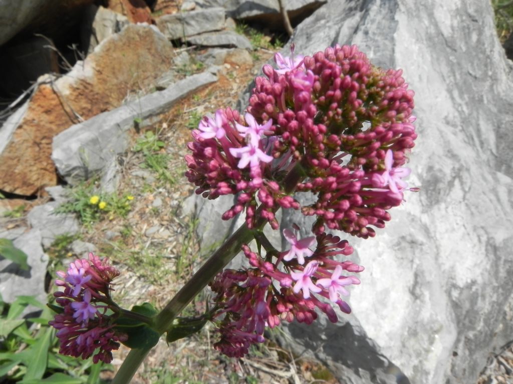 Centranthus ruber